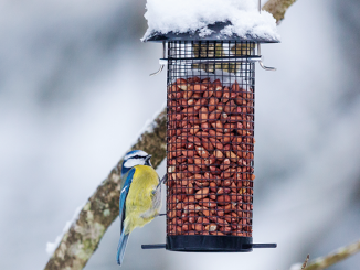 Bird feeder