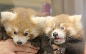 Red pandas. Photo by Mary Beth Roach.