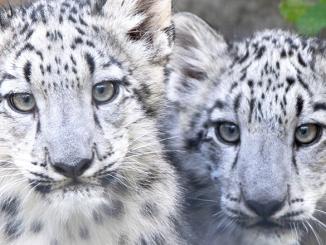 Snow leopards at Rosamond Gifford Zoo. Photo by Terri Redhead.