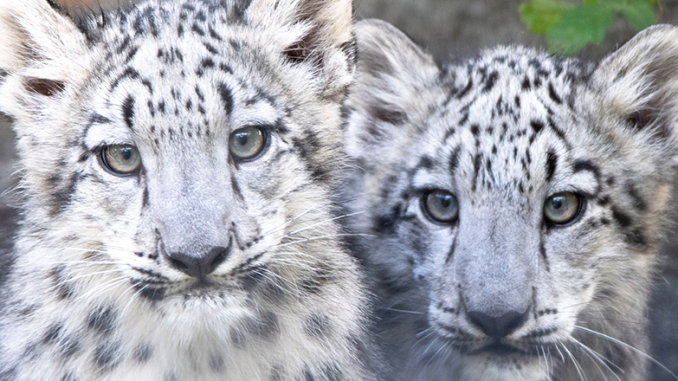 Ozzy-&-Strut-by-Terri-Redhead Snow leopards at Rosamond Gifford Zoo. Photo by Terri Redhead.