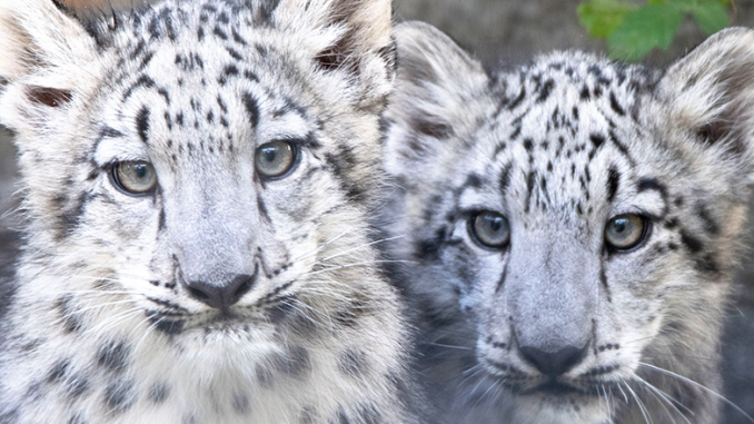 Snow leopards at Rosamond Gifford Zoo. Photo by Terri Redhead.