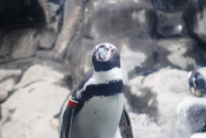 Zoo penguin. Photo by Mary Beth Roach.
