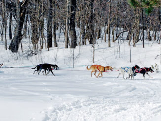 Dog sledding demo by Cupcake Mushing, run by Nancy and Ray Stark of Lacona.