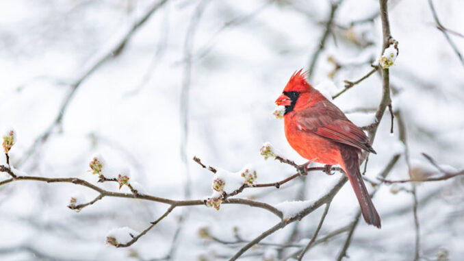 One red northern cardinal bird perches on a tree branch during heavy winter snow. Getty Images