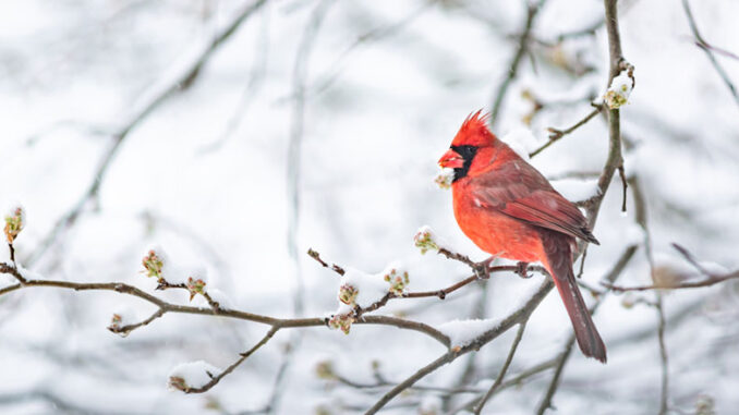 Birding---main-GettyImages-974310894 One red northern cardinal bird perches on a tree branch during heavy winter snow. Getty Images