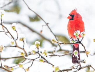 Northern cardinal.