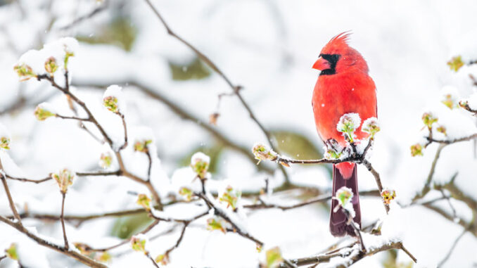 Northern cardinal.