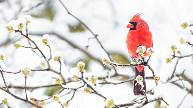 GettyImages-1073356412 Northern cardinal.