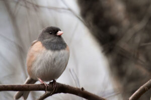 Dark-eyed junco.