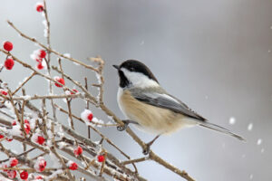 Black-capped chickadee.