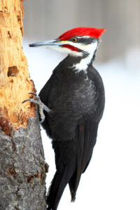 Pileated woodpecker.