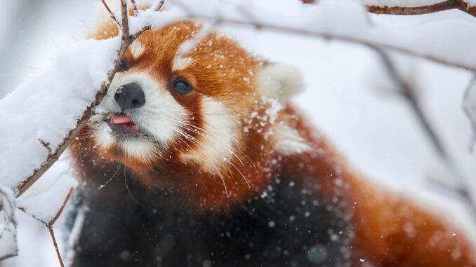 FEAT RG Zoo red panda in snow
